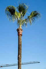 palm tree on background of blue sky, photo as background