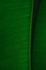 Ficus leaf close-up under sunlight.