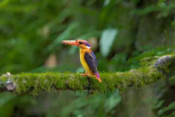 Oriental DwarfKingfisher