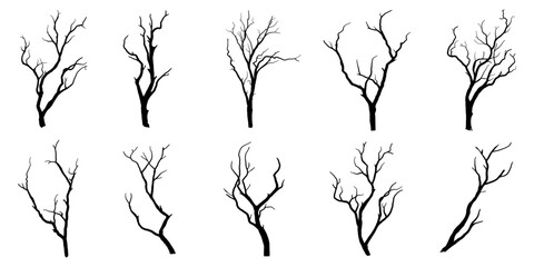 branches silhouette