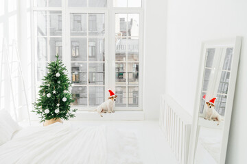 Christmas mood, modern apartment and animals. Cozy bedroom with decorated New Year tree in white tones, puppy near window. Horizontal shot