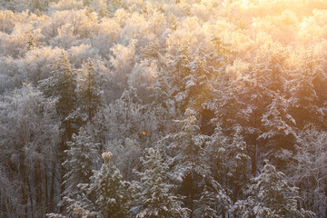 Winter forest in hoarfrost, top view