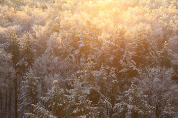 Winter forest in hoarfrost, top view
