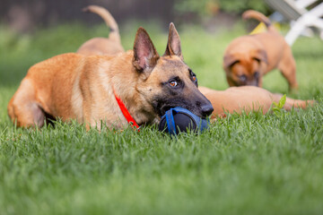 Belgian Shepherd (Malinois) puppy playing on the backyard. Kennel. Dog litter. Puppy on the green grass