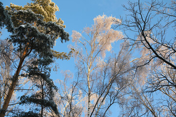 Winter forest in hoarfrost,