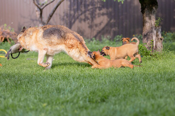 Belgian Shepherd (Malinois) puppy playing on the backyard. Kennel. Dog litter. Puppy on the green grass