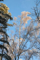 Winter forest in hoarfrost,