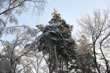 Winter forest in hoarfrost,