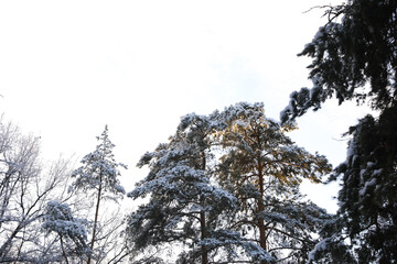 Winter forest in hoarfrost,