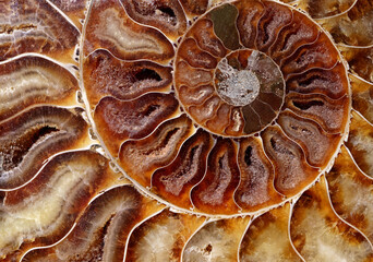 Petrified ammonite shell spiral pattern