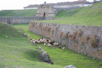 Sheep at San Francisco Gate; Almeida; Portugal