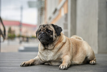 Obraz premium Pug breed dog lies near the entrance to the cafe, dog friendly cafe