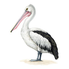 Pelican bird watercolor illustration. Hand drawn Pelecanus conspicillatus avian. Beautiful Australian pelican wildlife animal. Australia native bird side view. - obrazy, fototapety, plakaty