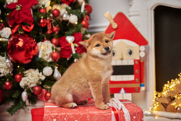 Portrait of a Shiba Inu puppy in a New Year's decor