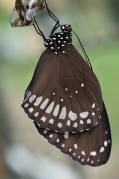 Sleep of the butterfly