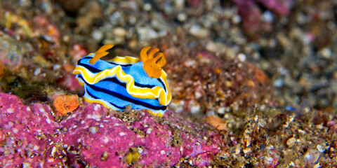 Sea Slug, Dorid Nudibranch, Elisabeth's Chromodoris, Chromodoris elisabethina, Coral Reef, Lembeh, North Sulawesi, Indonesia, Asia