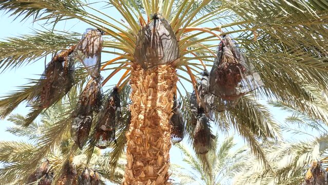 mazafati dates palm trees bunch covered by net, orbit shot