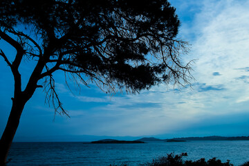A beautiful tree by the sea silhouette in nature travel