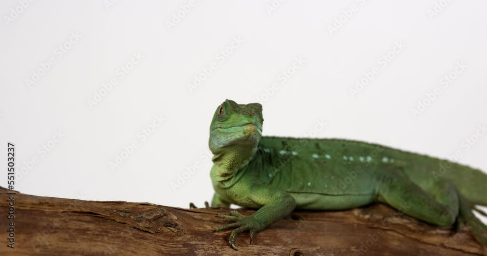 Poster Jesus lizard basilisk quickly moves up tree branch - in front of white background