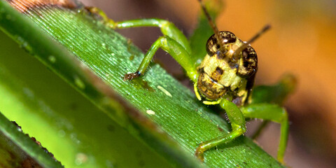 Grasshopper, Tropical Rainforest, Costa Rica, Central America, America