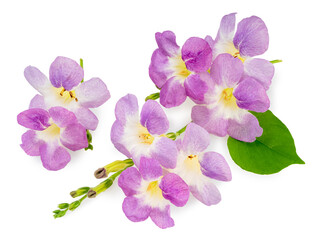 Violet Asystasia flower  with leaf isolated on white background, Asystasia gangetica or Chinese violet on White Background With work path.