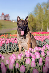 Pet in tulips field. Dog running. Belgian shepherd breed dog. Malinois dog. Police dog. 