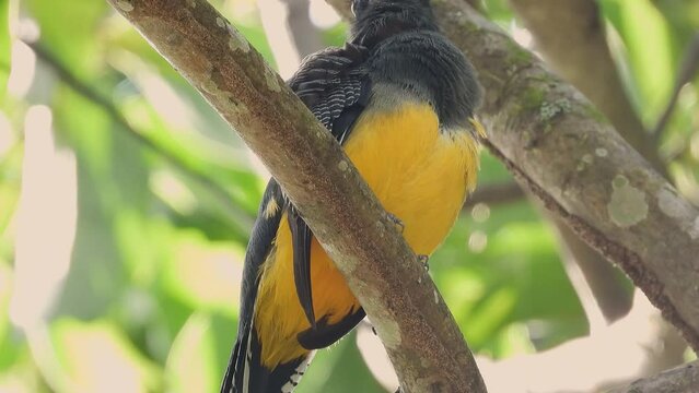 White tailed trogon bird perched in Gamboa, Panama woodland tree branches, Close up