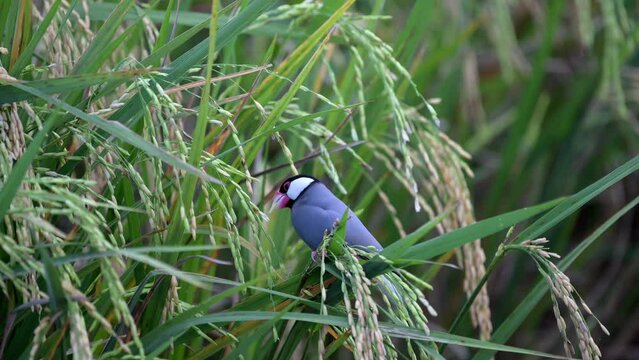 Sakura Java Sparrow, bird is eating rice and perching in rice fields. Birdwatching. Nature and wildlife concept.