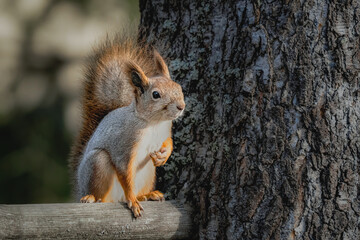 Sitting squirrel on a tree