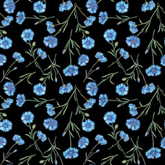 Seamless pattern with blue cornflower flower (Centaurea cyanus, bachelor's button, knapweed or bluett). Watercolor hand drawn painting illustration isolated on black background. - obrazy, fototapety, plakaty