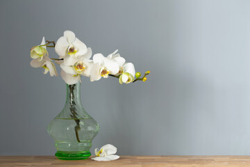 white orchid in vintage glass vase on wooden shelf on background wall