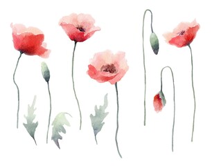 Watercolor red poppies isolated on white background. Painting of poppy flowers, leaves, buds. Floral design elements set. 