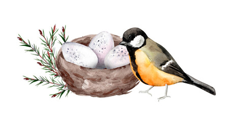 Titmouse on a nest with eggs. Birds in the wild. Watercolor illustration for postcards