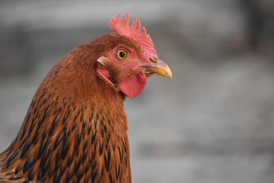 brown hen closeup face