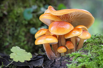 Shot of group edible mushrooms known as Enokitake