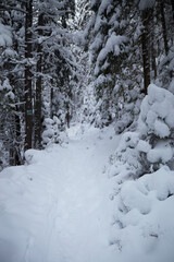 Fototapeta na wymiar Snow covered trail in the forest with branches along the path. Winter touristic trails in Carpathian mountains, Ukraine