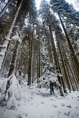 Snow covered trail in the forest with branches along the path. Winter touristic trails in Carpathian mountains, Ukraine
