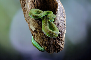 green viper on a branch