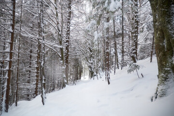 Snow covered trail in the forest with branches along the path. Winter touristic trails in Carpathian mountains, Ukraine