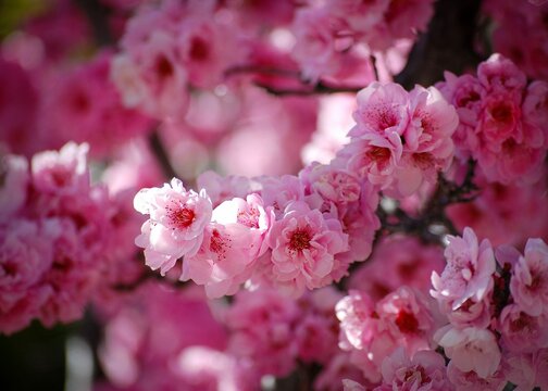 Closeup of pink flowers blooming on a green branch in sunlight