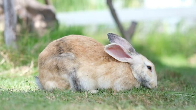 rabbit, bunny pet with blur background, animals
