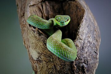 green snake in the tree