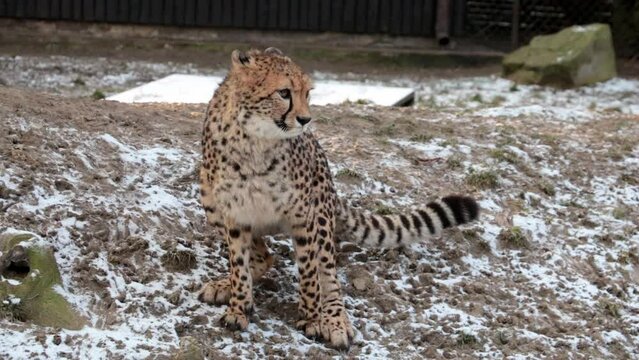 Close-up on a cheetah that is pooping. Wildlife