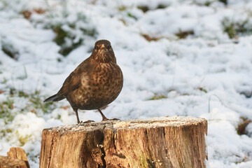 Amsel im Winter	