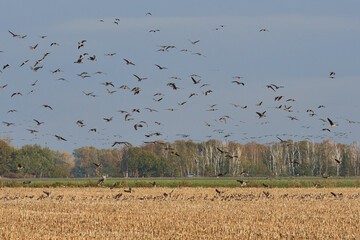Graugänse im Herbst in Brandenburg