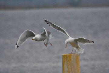 Steppenmöwen (Larus cachinnans) in Brandenburg	