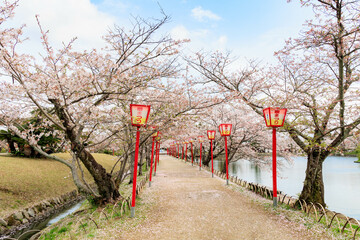 Fototapeta na wymiar 小城公園の桜祭り「佐賀県」