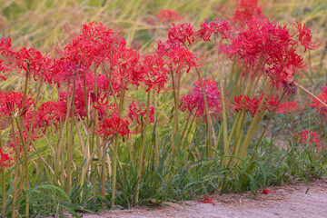 Japanese nature, red spider lily and rice field