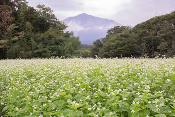 Japanese agriculture, buckwheat flower scenery