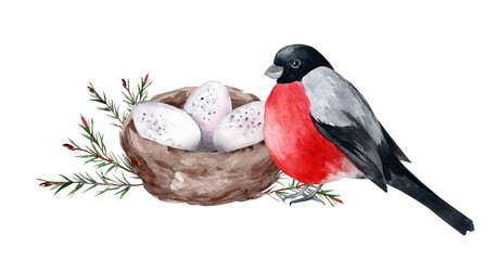 Bullfinch on a nest with eggs. Birds in the wild. Watercolor illustrations for postcards